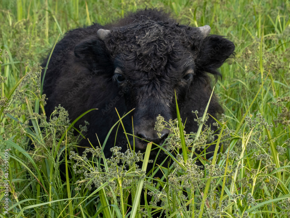 New Imperial baby yak calf exploring the green pasture isolated from the herd New Imperial baby yak calf exploring the green pasture isolated from the herd