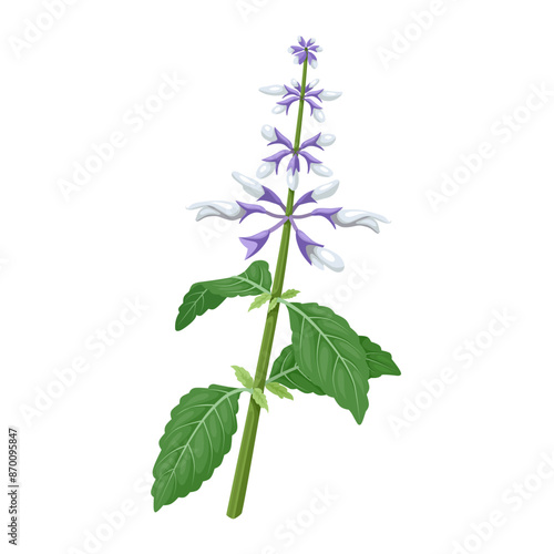 Vector illustration of Diviner's Sage, scientific name Salvia divinorum, isolated on white background.