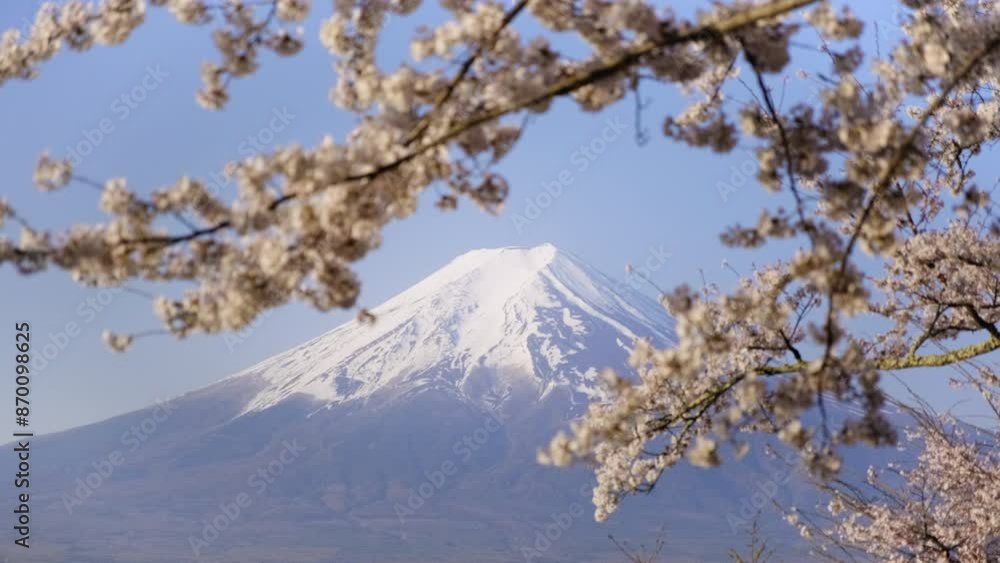 新倉山公園から望む富士山と満開のソメイヨシノ　山梨県富士吉田市