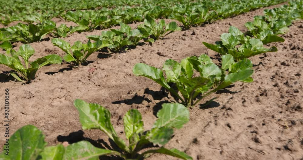 young sugar beet in the field in spring, a field with white beetroot for the production of white beet sugar young sugar beet in the field in spring, a field with white beetroot for the production of white beet sugar
