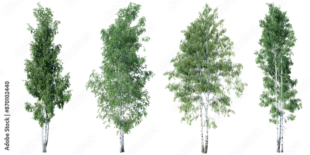 Fototapeta premium Tree Birch big betula on transparent background.3d rendering