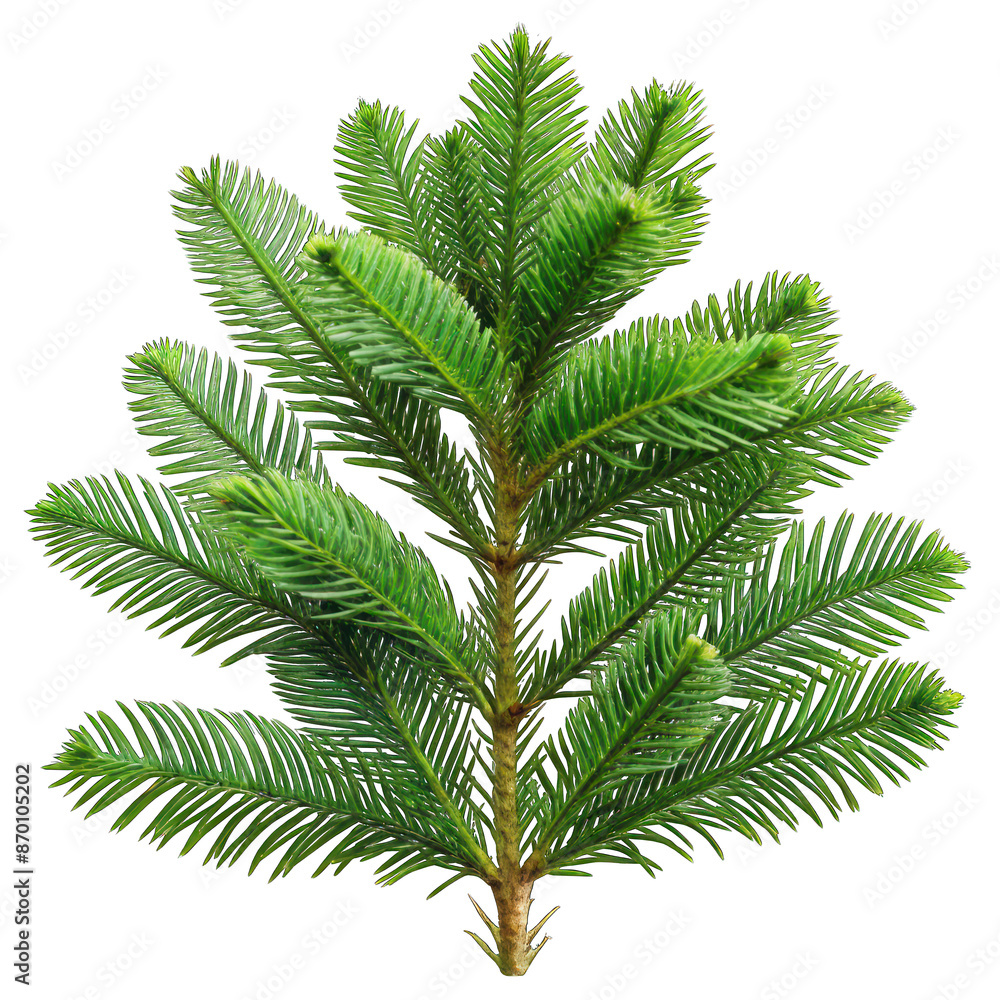 Branch of norfolk island pine isolated on transparent background Branch of norfolk island pine isolated on transparent background