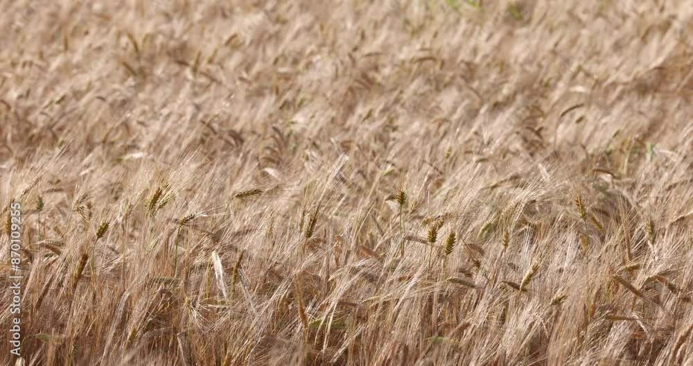 Slow-motion shot of a wheat field on a sunny day caressed by wind. Slow-motion shot of a wheat field on a sunny day caressed by wind.