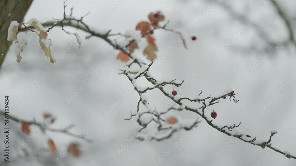 Light first snow blankets the leafless branches of a rowan tree, highlighting its red berries in a close-up parallax shot. Light first snow blankets the leafless branches of a rowan tree, highlighting its red berries in a close-up parallax shot.