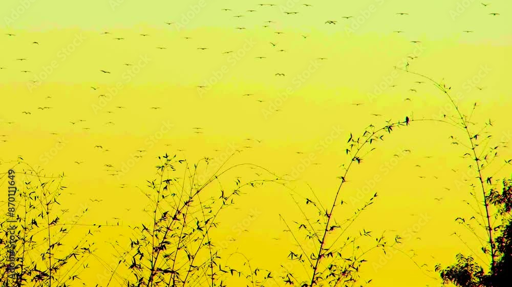 Migratory Birds Flying Over Bamboo Forest At Sunset - Low Angle Shot Migratory Birds Flying Over Bamboo Forest At Sunset - Low Angle Shot