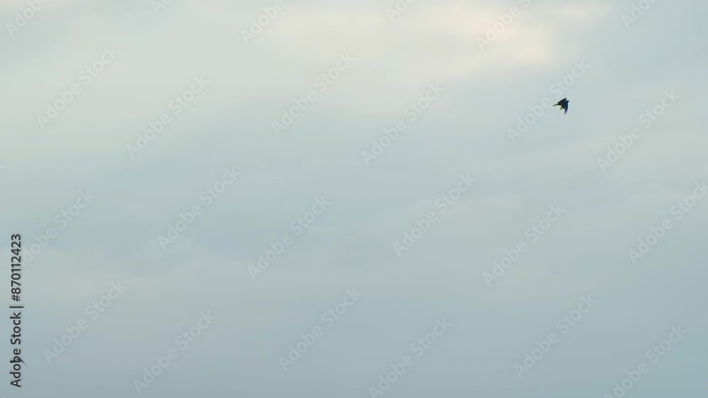 Wild Birds Flying Against Clear Sky At Sunrise. Slow Motion Shot Wild Birds Flying Against Clear Sky At Sunrise. Slow Motion Shot