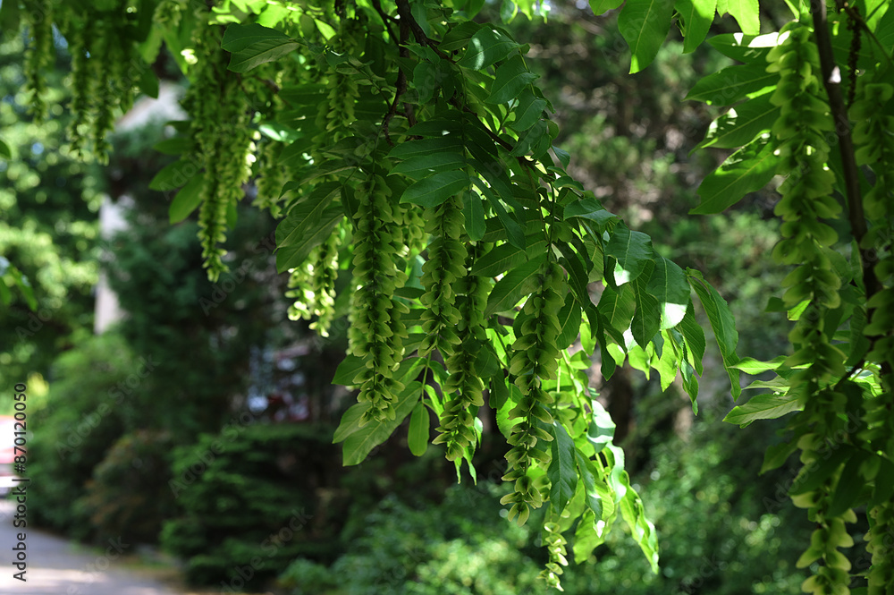 flowers of a tree wingnut Pterocarya fraxinifolia flowers of a tree wingnut Pterocarya fraxinifolia