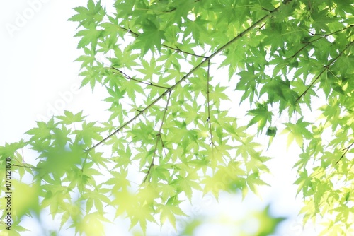 新緑の青モミジと木漏れ日