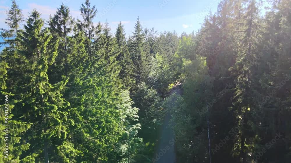 coniferous forest Germany view from a drone summer coniferous forest Germany view from a drone summer