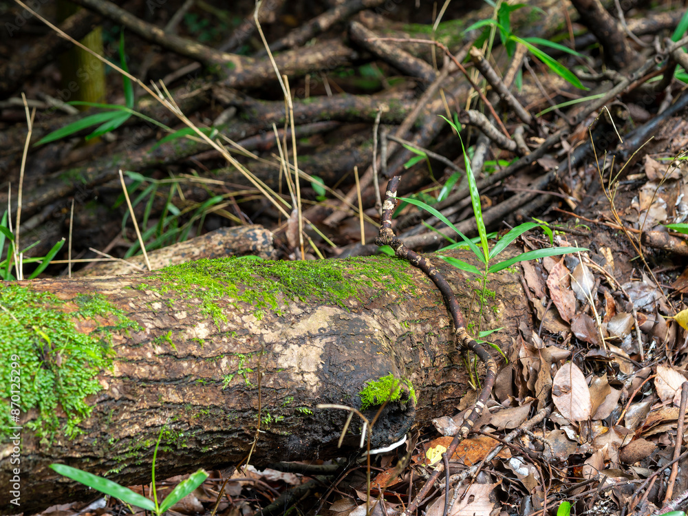 苔が生える樹木 苔が生える樹木