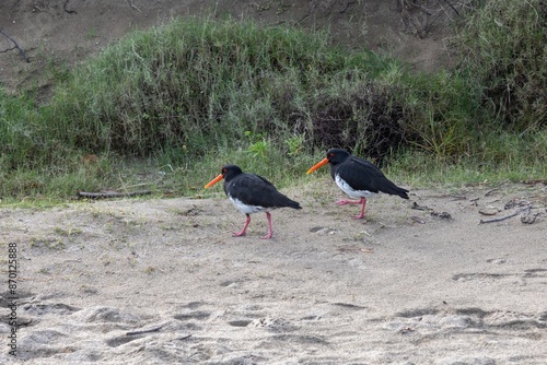 Oyster catcher birds in Shakespeare Regional Park, Whangaparoa, Auckland, New Zealand. photo