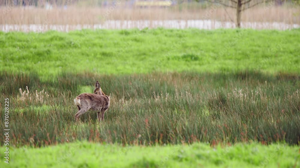 Solitary roe deer doe cleaning its fur in grassy field by road. Solitary roe deer doe cleaning its fur in grassy field by road.