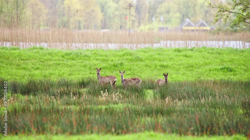 Roe deer herd standing in grassy field meadow, looking toward camera.