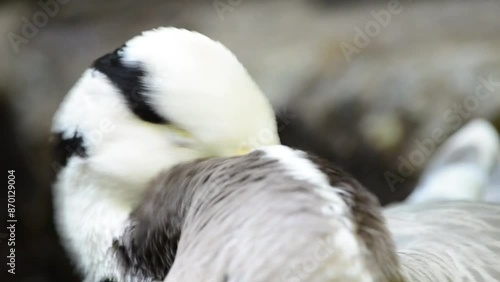 Close-up shot of duck, cleaning it self. photo
