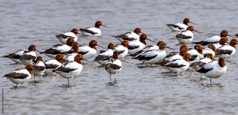 Fototapeta premium A small flock of Red-necked avocets (Recurvirostra novaehollandiae) resting in shallow water on the edge of a lake. Esperance Western Australia.