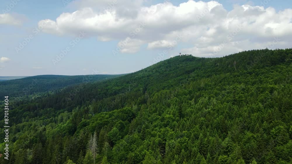 coniferous forest Germany view from a drone summer