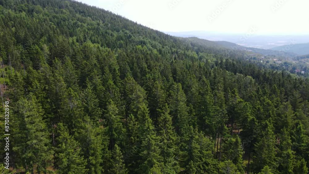 coniferous forest Germany view from a drone summer coniferous forest Germany view from a drone summer