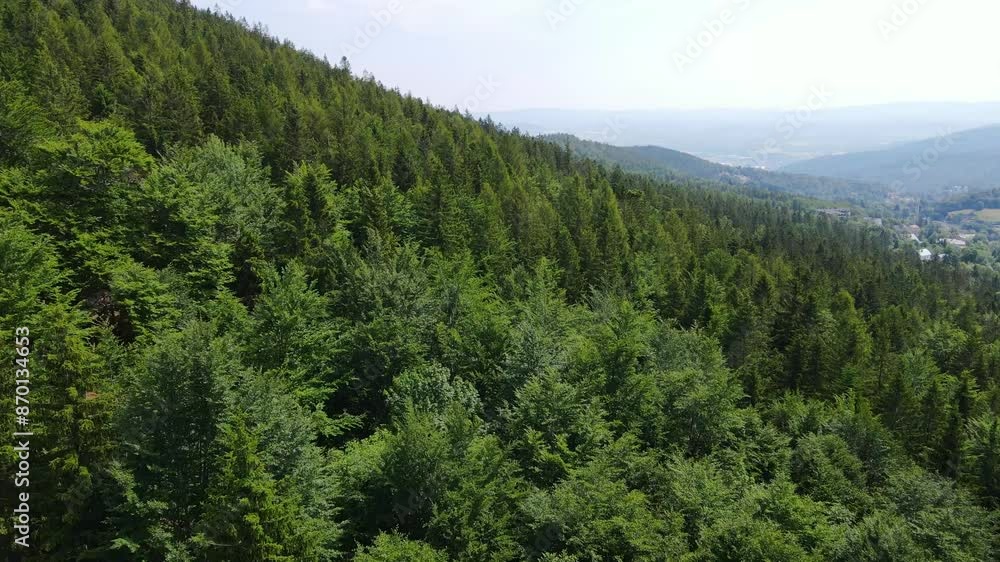 coniferous forest Germany view from a drone summer coniferous forest Germany view from a drone summer