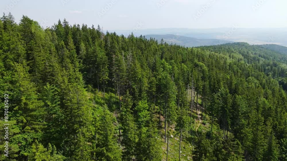 coniferous forest Germany view from a drone summer coniferous forest Germany view from a drone summer
