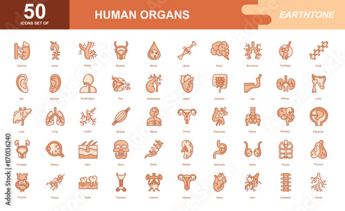 Human Organs icon set