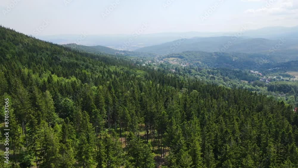 coniferous forest Germany view from a drone summer coniferous forest Germany view from a drone summer