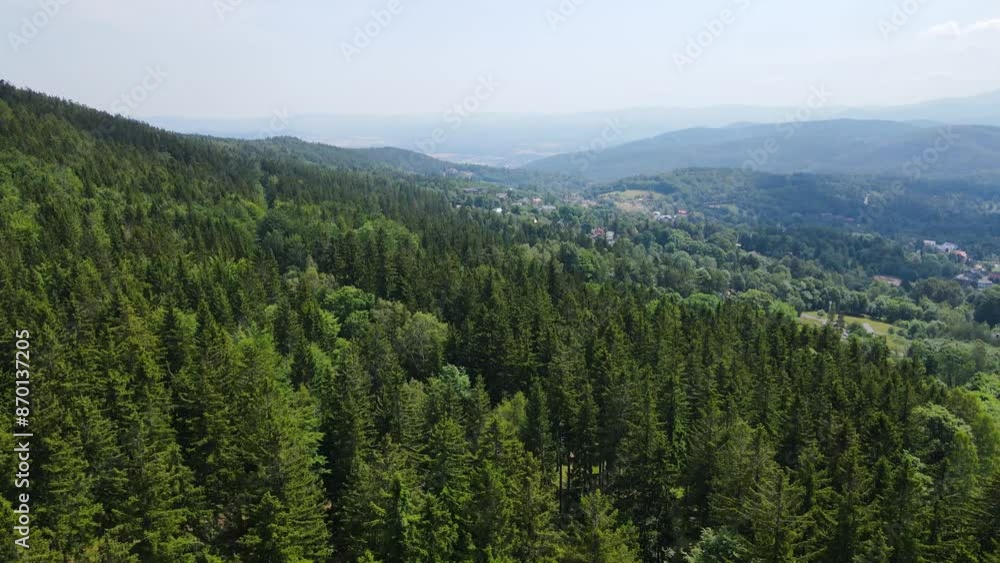 coniferous forest Germany view from a drone summer coniferous forest Germany view from a drone summer