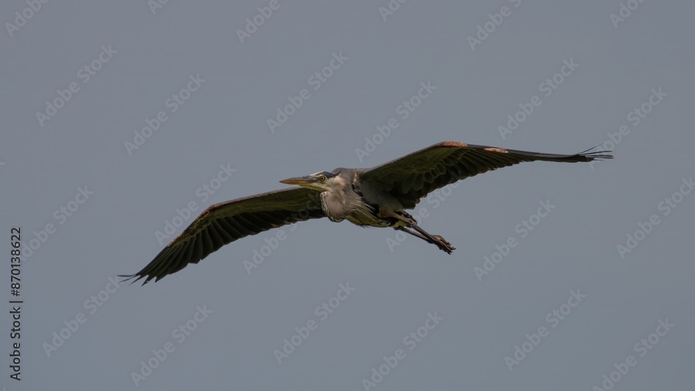 Fototapeta premium Great Blue Heron
