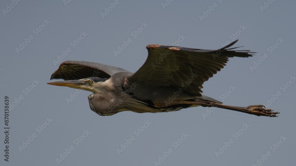 Obraz premium Great Blue Heron