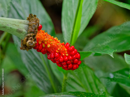 Asian taro (Alocasia odora) fruit in wild photo