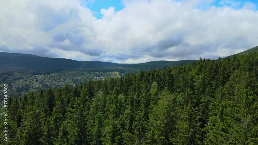 coniferous forest Germany view from a drone summer coniferous forest Germany view from a drone summer
