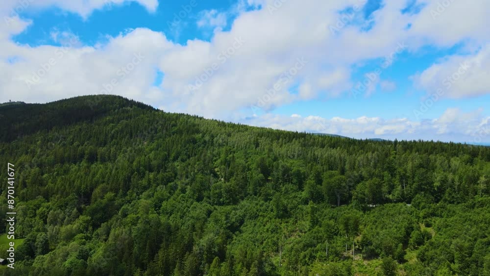 coniferous forest Germany view from a drone summer coniferous forest Germany view from a drone summer