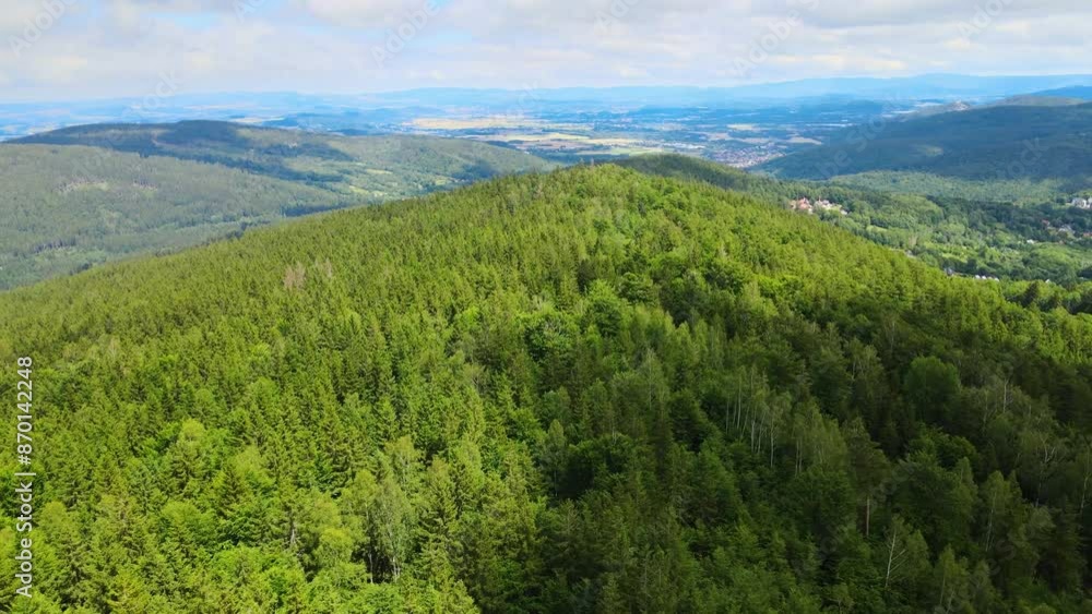 coniferous forest Germany view from a drone summer coniferous forest Germany view from a drone summer