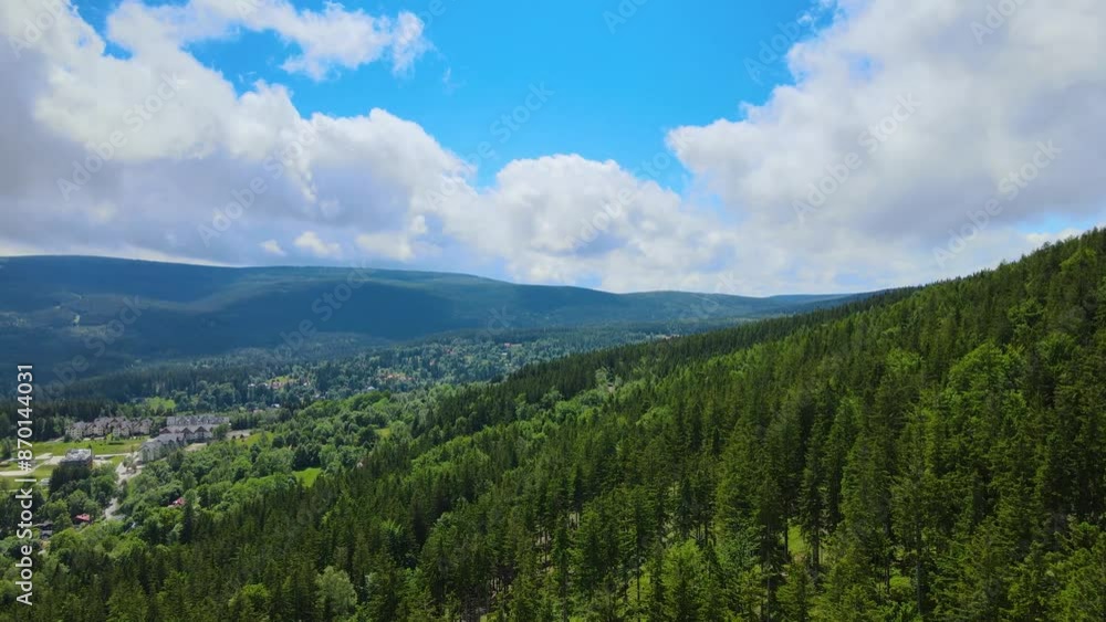 coniferous forest Germany view from a drone summer coniferous forest Germany view from a drone summer