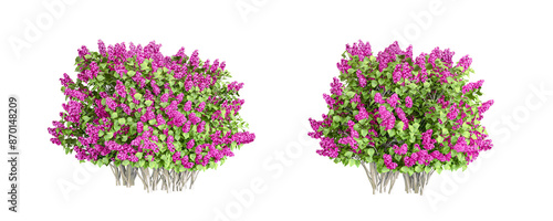 Purple flowers bush isolated on white