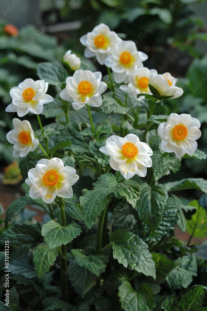 Yellow primrose flower closeup with leaves Yellow primrose flower closeup with leaves