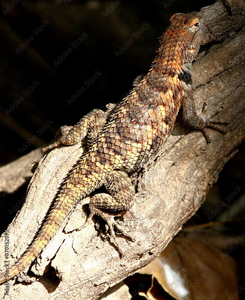 Desert Spiny Lizard on Branch Desert Spiny Lizard on Branch