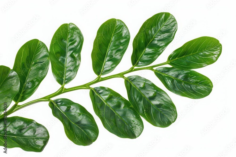 Close-up of a fresh, green branch with shiny leaves isolated on white background, perfect for botanical and nature themes. Close-up of a fresh, green branch with shiny leaves isolated on white background, perfect for botanical and nature themes.