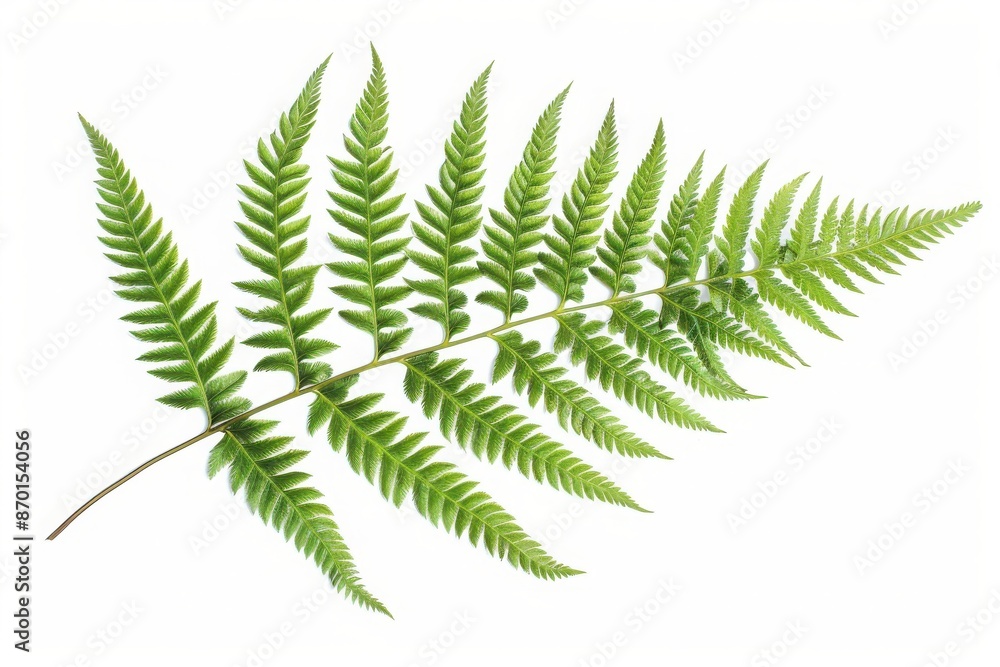 Close-up of a single green fern leaf isolated on a white background, showcasing its natural texture and intricate pattern. Close-up of a single green fern leaf isolated on a white background, showcasing its natural texture and intricate pattern.