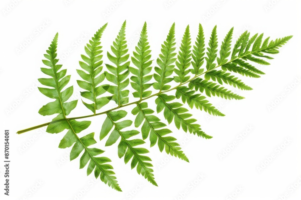 Close-up of a vibrant green fern leaf with detailed fronds on a white background, highlighting natural texture and botanical beauty. Close-up of a vibrant green fern leaf with detailed fronds on a white background, highlighting natural texture and botanical beauty.