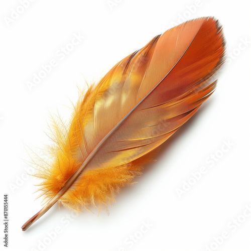 Feather isolated on white background.