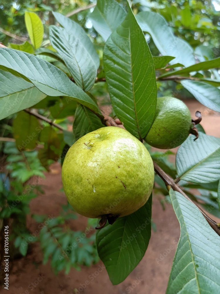 Psidium is a genus of trees and shrubs in the family Myrtaceae. It is native to warmer parts of the Western Hemisphere. Psidium is a genus of trees and shrubs in the family Myrtaceae. It is native to warmer parts of the Western Hemisphere.