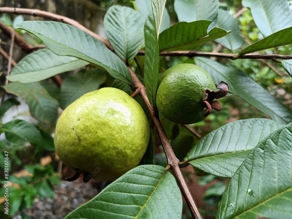 Psidium is a genus of trees and shrubs in the family Myrtaceae. It is native to warmer parts of the Western Hemisphere. Psidium is a genus of trees and shrubs in the family Myrtaceae. It is native to warmer parts of the Western Hemisphere.