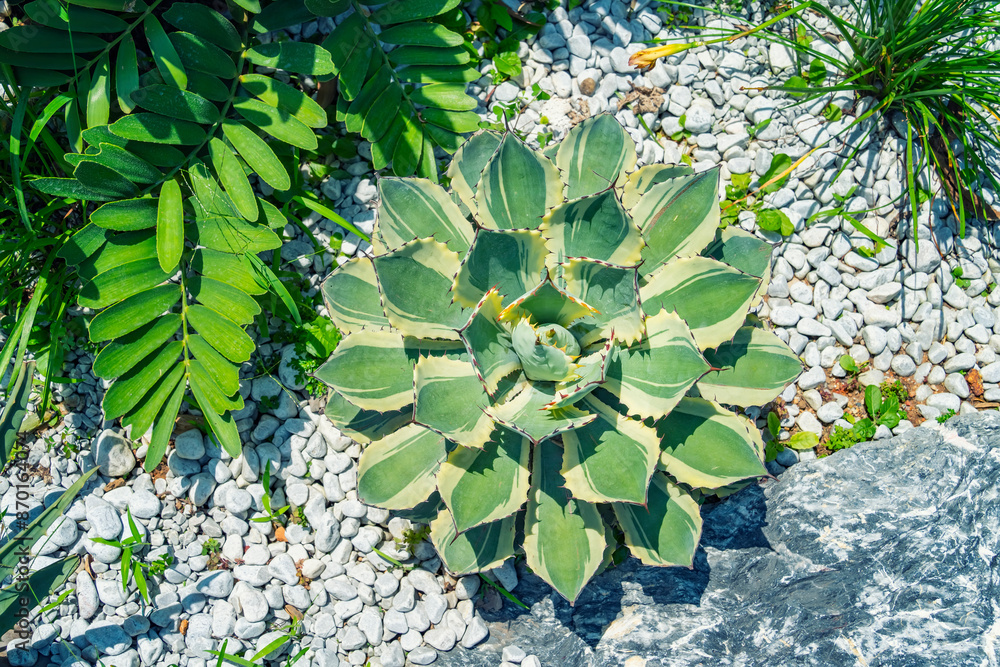 Fototapeta premium agave plant leaves on a decorative flower bed in the greenhouse