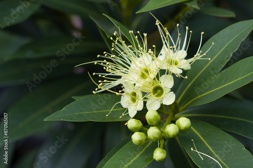 View of the yellow Xanthostemon flowers photo