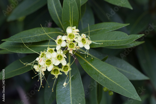 View of the yellow Xanthostemon flowers photo