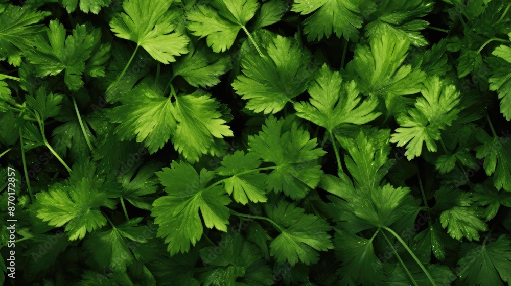Green parsley leaves. Juicy healthy greens. Green parsley leaves. Juicy healthy greens.