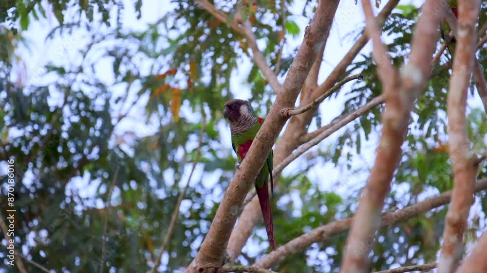 Endangered Grey-breasted parakeet individual perched in tree in rainforest cloud forest- other ind. Endangered Grey-breasted parakeet individual perched in tree in rainforest cloud forest- other ind.