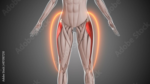 Photos Animation of the tensor fasciae latae thigh muscles