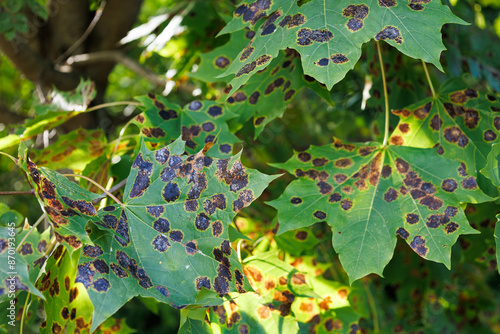 Disease of maple trees in autumn. Damage of Rhytisma acerinum fungus in acer leaves. Sick leaf with tar spots. The concept of protection nature photo