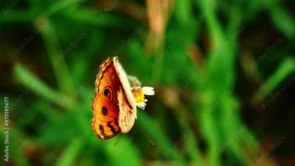 The Peacock Pansy ( Junonia almana ) butterfly seeking nectar on Spanish Needle flower in the field with natural green background, Pattern similar to the eyes on orange color wing of insect